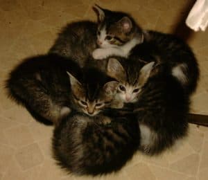 Myron (top) and his siblings as kittens. They’re now 3 years old and big enough to snatch tomatoes…