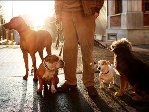 dog-walker-dogs-getty-images-640x480