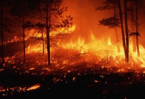 Forest fire burning out of control in a pine forest on the Mescalero Apache Indian Reservation in New Mexico. November 1995, Mescalero Apache Indian Reservation, New Mexico, USA. 