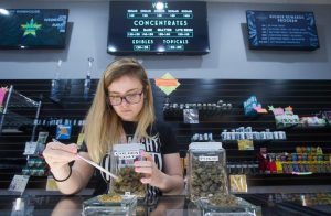 An employee laid out a display of manicured marijuana buds at the Pueblo West Starbuds dispensary