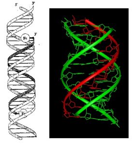 Third strand DNA – introduction of programming to change human into “other”